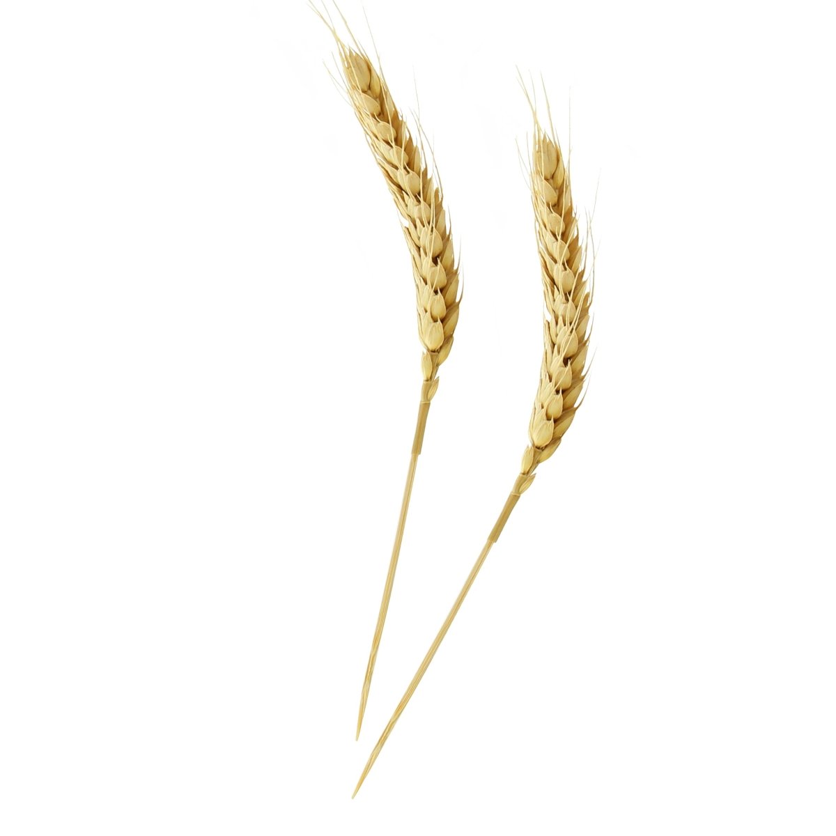 Packnwood Bamboo Wheat Skewers L:5.9in - iFoodservice Online